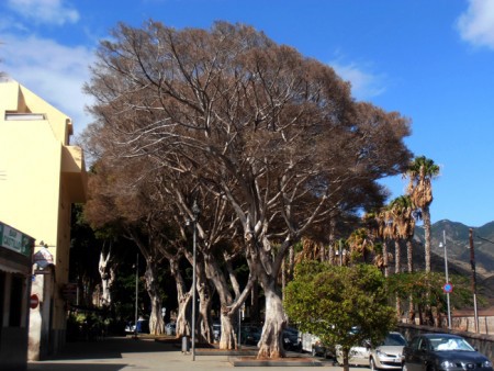 los laureles de San Andrés